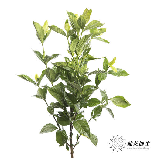 叶材 | 栀子叶 商品图2