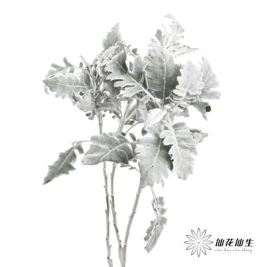 叶材 | 银叶菊 商品图0
