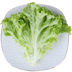 上庄店 叶生菜500g