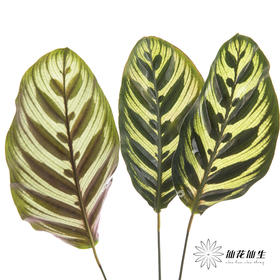 叶材 | 孔雀竹芋