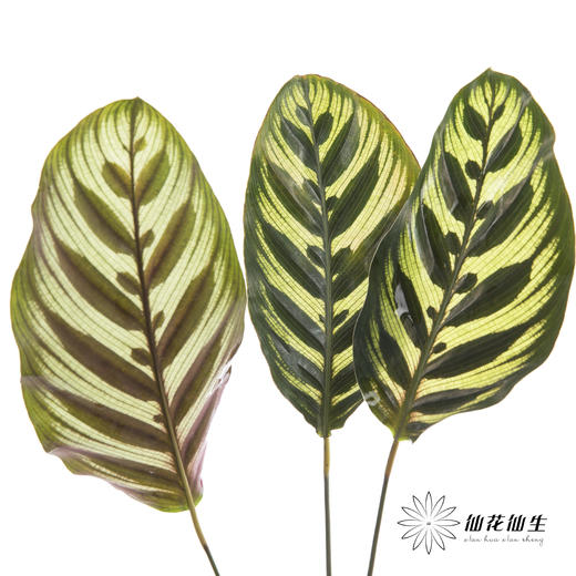 叶材 | 孔雀竹芋 商品图0