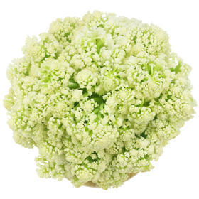 上庄店 有机菜花500g