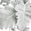 叶材 | 银叶菊 商品缩略图2