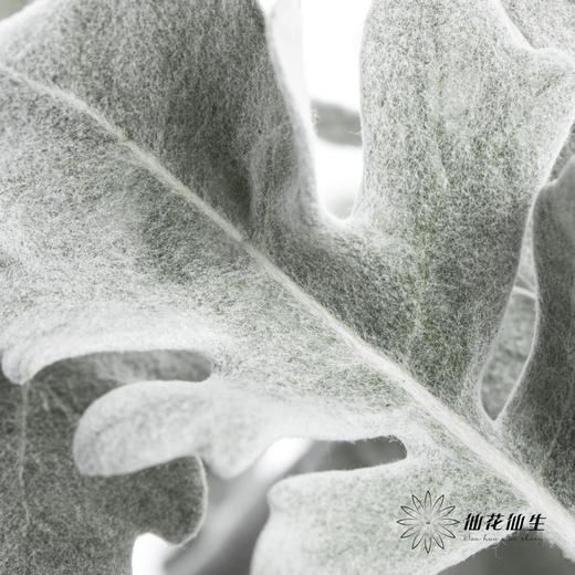 叶材 | 银叶菊 商品图3