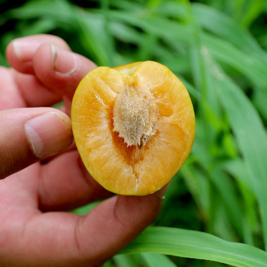 新鲜现摘李子 当季水果 果香浓郁 脆蜜晚李500g 商品图5