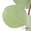 叶材 | 尤加利圆叶 商品缩略图1