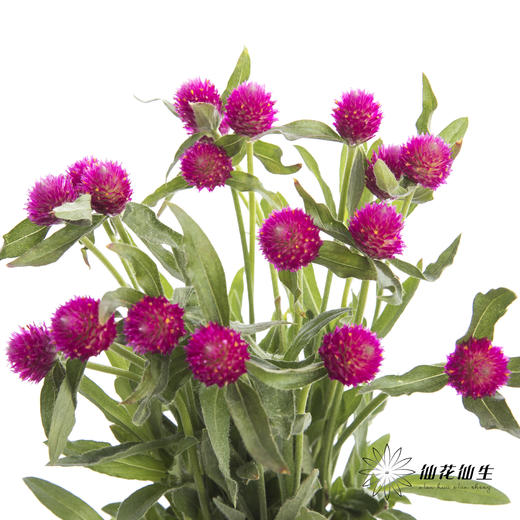 配花 | 千日红 玫红色 商品图2