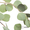 叶材 | 尤加利圆叶 商品缩略图0