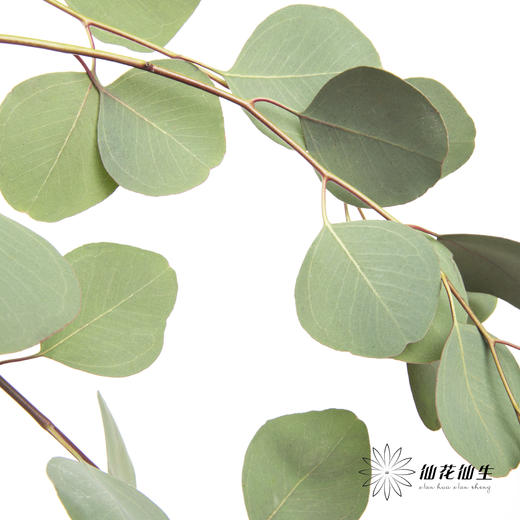 叶材 | 尤加利圆叶 商品图0