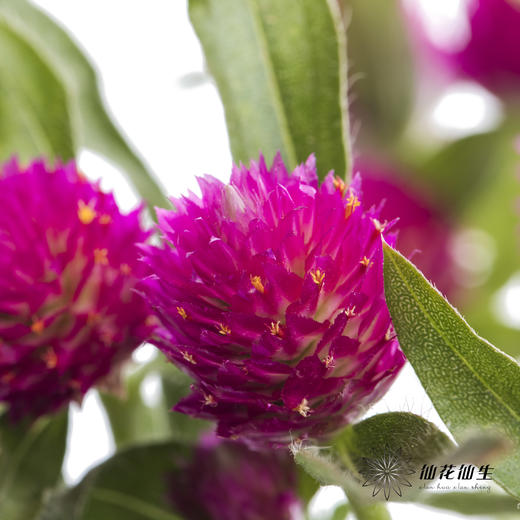 配花 | 千日红 玫红色 商品图0