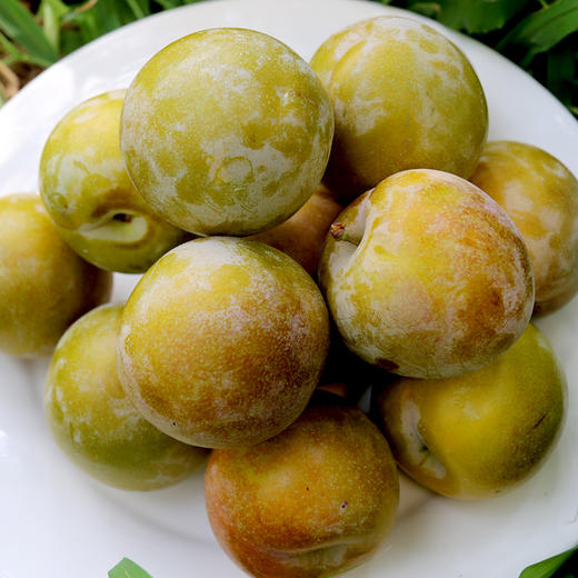 新鲜现摘李子 当季水果 果香浓郁 脆蜜晚李500g 商品图6
