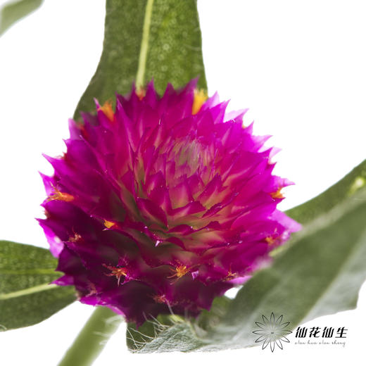 配花 | 千日红 玫红色 商品图1