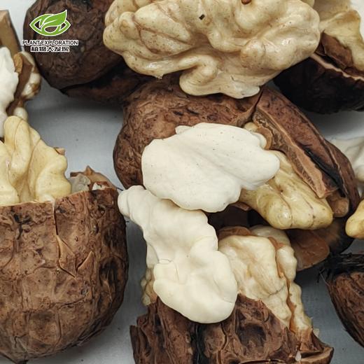 云南大理新鲜核桃 商品图3