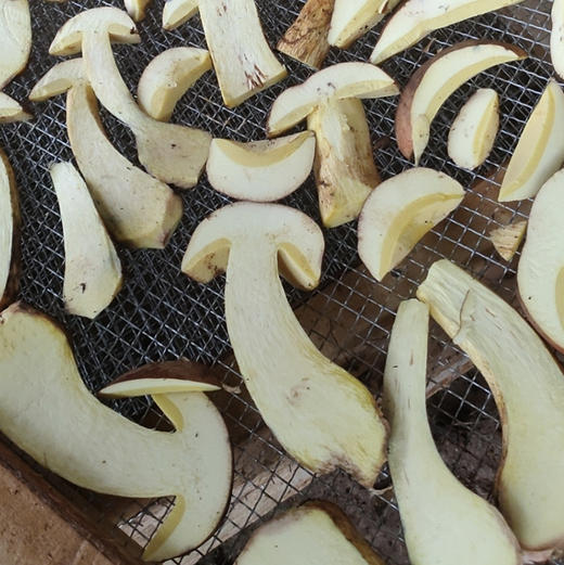 【野生黄牛肝菌干片】 无泥脚无熏硫 菌香浓郁 新货包邮 商品图10