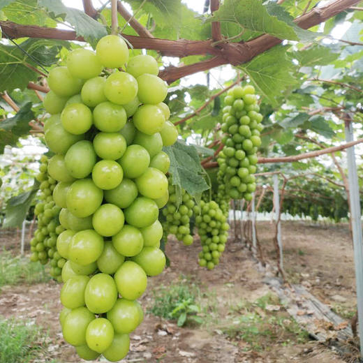 【爱心消费扶贫】日本晴王---阳光玫瑰精装串型葡萄(蔡甸)3斤【包邮】