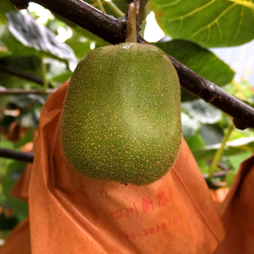 【快递停发，2月26日陆续发货】【四川·蒲江】红心猕猴桃 新鲜应季水果 当季猕猴桃 新鲜奇异果 商品图2