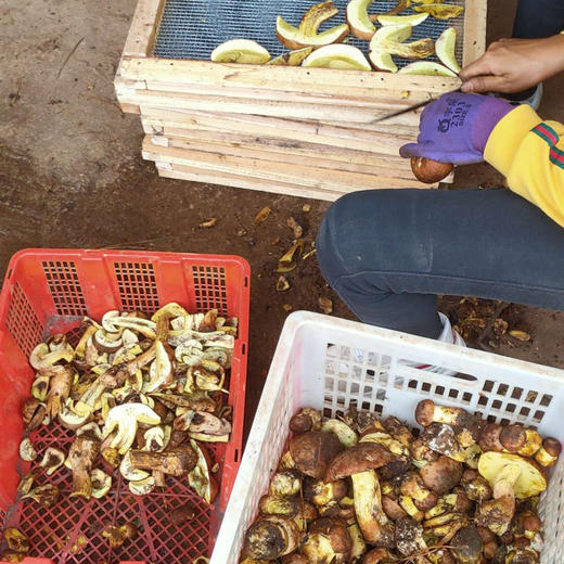 【野生黄牛肝菌干片】 无泥脚无熏硫 菌香浓郁 新货包邮 商品图9