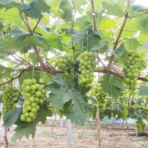 【爱心消费扶贫】日本晴王---阳光玫瑰精装串型葡萄(蔡甸)3斤【包邮】