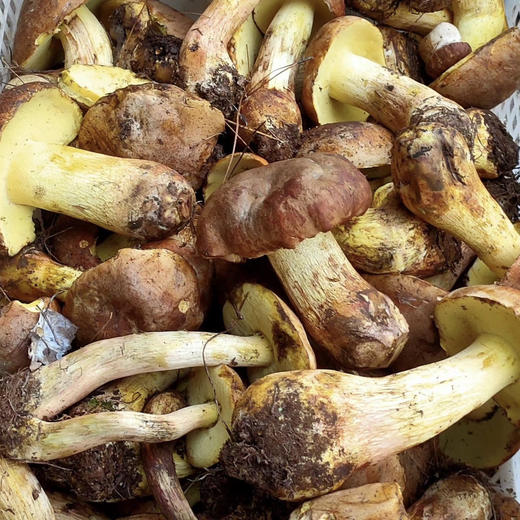 【野生黄牛肝菌干片】 无泥脚无熏硫 菌香浓郁 新货包邮 商品图4