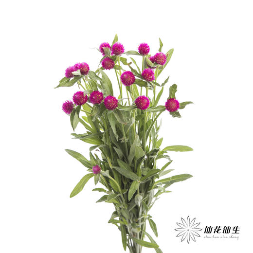 配花 | 千日红 玫红色 商品图3