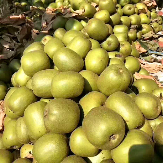 【快递停发，2月26日陆续发货】【四川·蒲江】红心猕猴桃 新鲜应季水果 当季猕猴桃 新鲜奇异果 商品图3