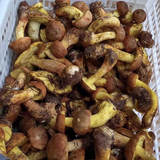 【野生黄牛肝菌干片】 无泥脚无熏硫 菌香浓郁 新货包邮 商品图3