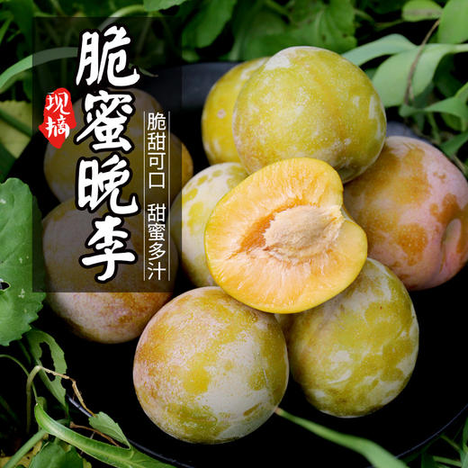 新鲜现摘李子 当季水果 果香浓郁 脆蜜晚李500g 商品图0