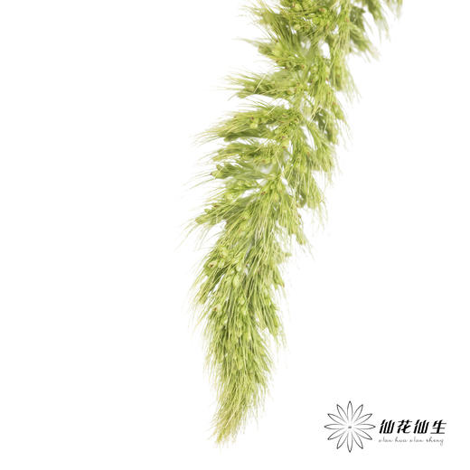 叶材 | 狗尾草绿色 商品图1