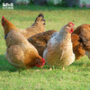 阿林竹林土鸡（1年）- SGS激素抗生素0检出  商品缩略图3