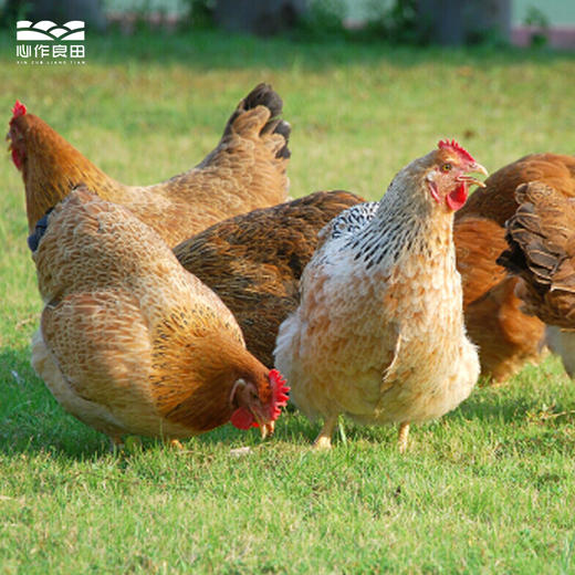 阿林竹林土鸡（1年）- SGS激素抗生素0检出  商品图3