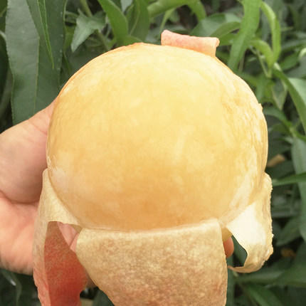 【特惠】无锡阳山水蜜桃，白凤桃甜蜜来袭 商品图1