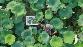  夏日择一莲 清爽怡人宛 | 小选邀您一起吃莲啦~ 