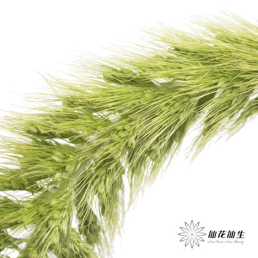 叶材 | 狗尾草绿色 商品图2