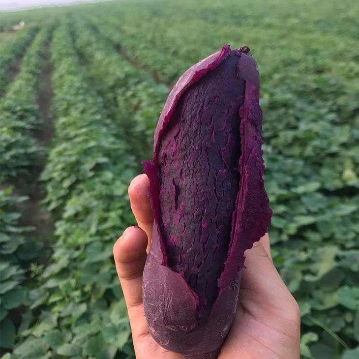 大紫丫有机紫薯5斤