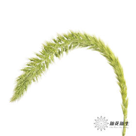 叶材 | 狗尾草绿色