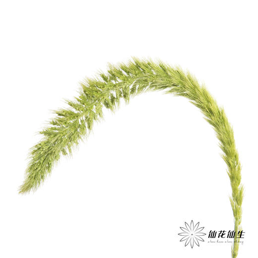 叶材 | 狗尾草绿色 商品图0