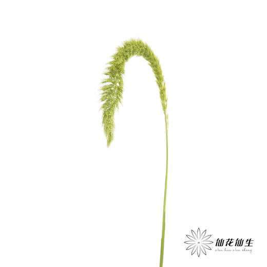 叶材 | 狗尾草绿色 商品图3