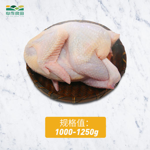 阿林竹林土鸡（1年）- SGS激素抗生素0检出  商品图2