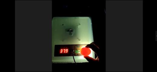 线上孵小鸡课程-专家讲座2课程回放 商品图0