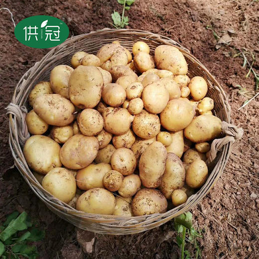 【恩施】供冠恩施马尔科硒土豆5斤 商品图1