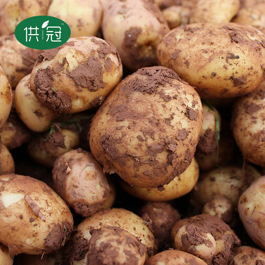 【恩施】供冠恩施马尔科硒土豆5斤 商品图3