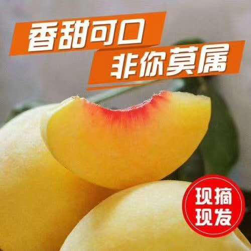 三湖锦绣黄桃带箱10斤现摘 商品图2
