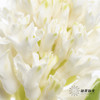 荷兰花材 | 风信子白色 Top White 商品缩略图1
