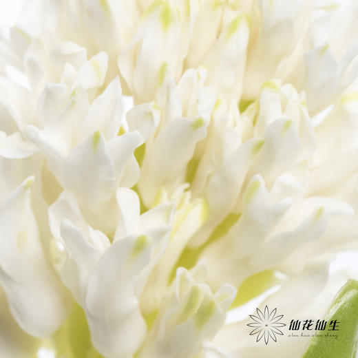 荷兰花材 | 风信子白色 Top White 商品图1