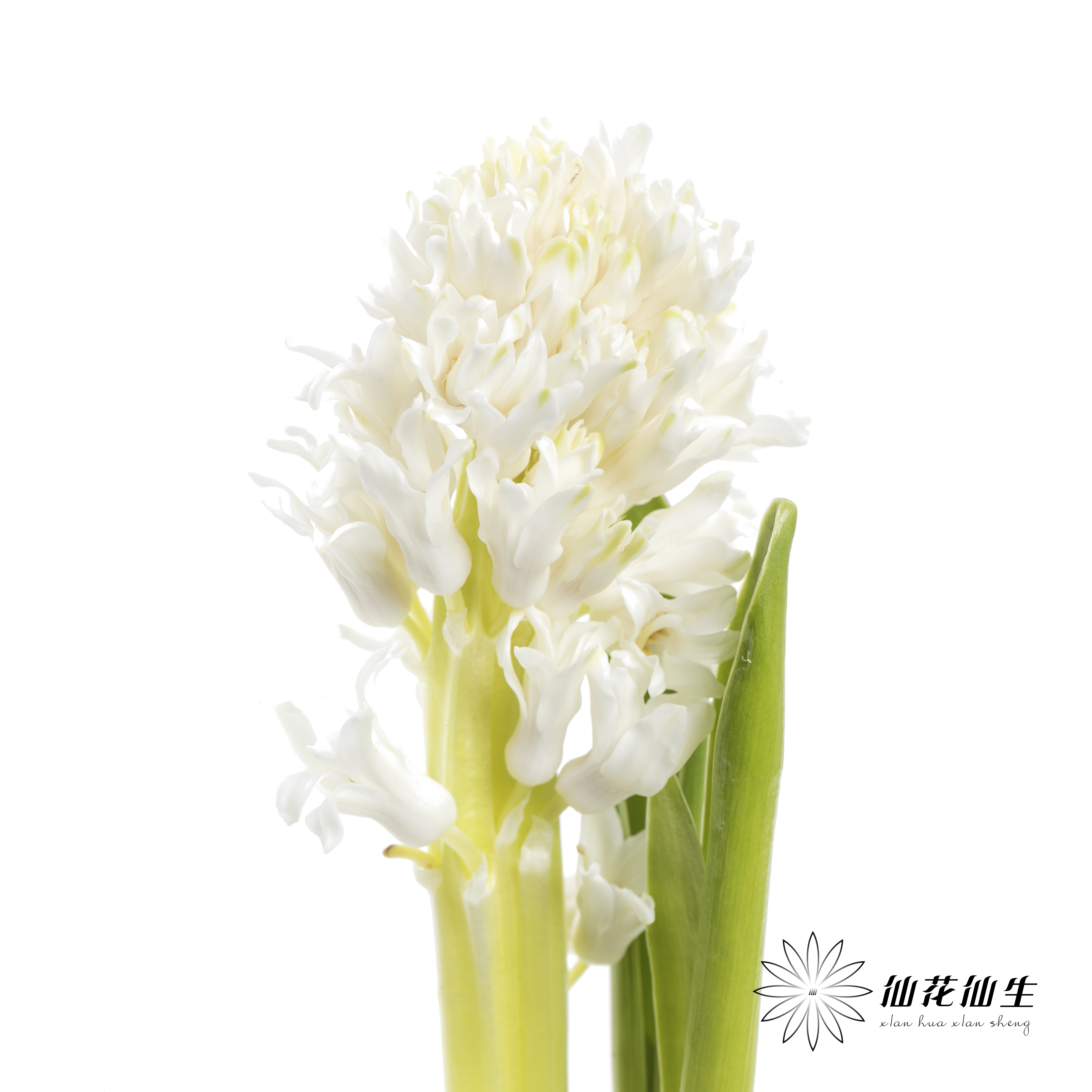 荷兰花材 | 风信子白色 Top White