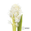 荷兰花材 | 风信子白色 Top White 商品缩略图0