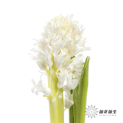 荷兰花材 | 风信子白色 Top White 商品图0