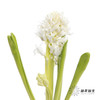 荷兰花材 | 风信子白色 Top White 商品缩略图2
