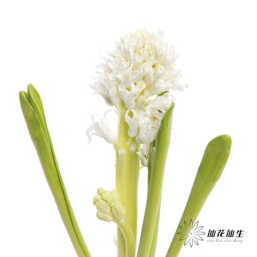 荷兰花材 | 风信子白色 Top White 商品图2