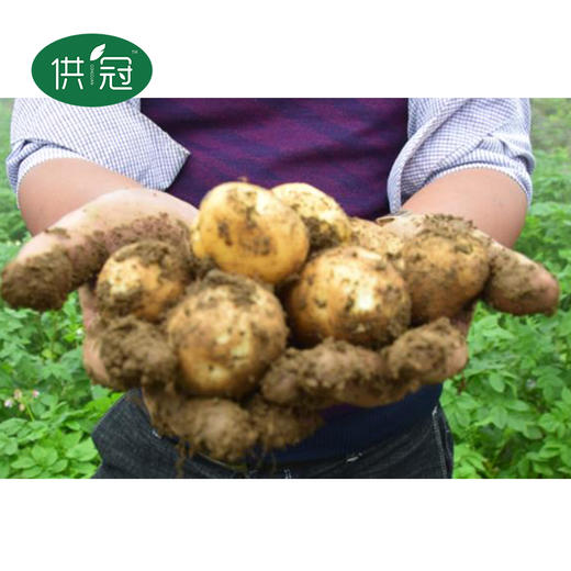 【恩施】供冠恩施马尔科硒土豆5斤 商品图2